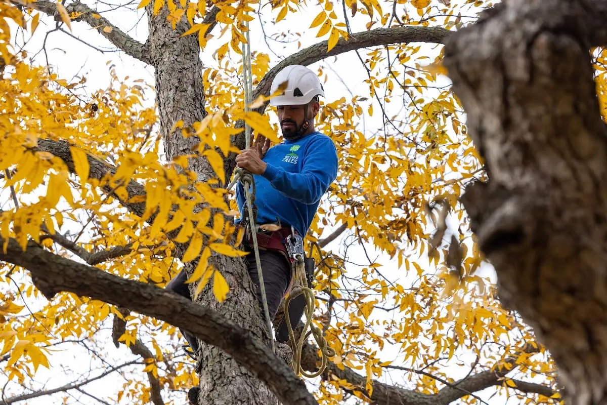 Skilled Tree Trimming crew working in Freedom